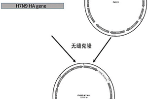 一种用于H7N9亚型禽流感血清杀伤效应测定的靶细胞及鉴定方法