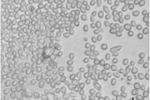 一种木霉菌高效产孢的诱变与筛选方法
