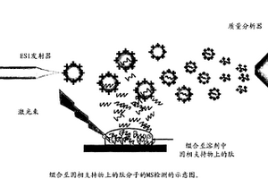 通过质谱分析法实时监测固相肽合成