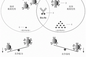 均相化学发光测定试剂盒及其应用