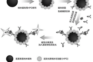 超支化聚缩水甘油醚修饰纳米磁性微球在化学发光免疫分析中的应用