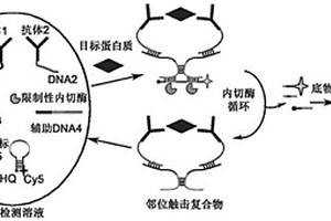 基于邻位触击效应的均相化学发光免疫分析方法