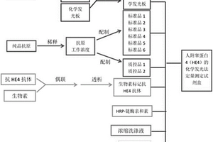 人附睾蛋白4化学发光酶免疫定量测定试剂盒及应用