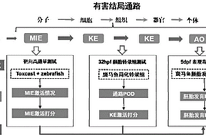 基于剂量-效应简化转录组的预测化学品胚胎发育毒性的方法