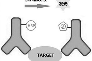 基于环糊精包合的免分离化学发光免疫分析的方法