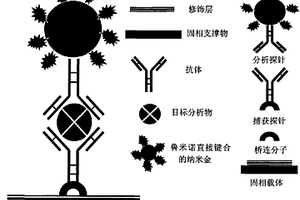 鲁米诺直接键合的纳米金在免疫分析中的应用