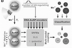 基于DNA-AuNP编码的交叉响应系统的多峰耦合分析方法
