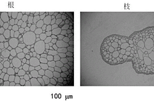 分析红藻细胞内的DA分布与含量的方法