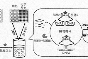 基于靶标蛋白诱导DNA酶循环生成的均相免疫分析方法