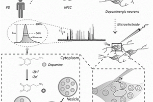 iPSC技术诱导分化的多巴胺能神经元中单囊泡储存的分析方法