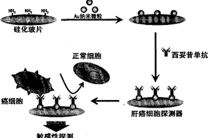 生物探针、制备该生物探针的方法以及使用该生物探针的分析仪器和方法