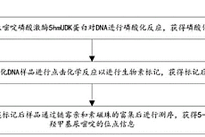 磷酸激酶辅助的DNA中5-羟甲基尿嘧啶修饰定位分析方法和试剂盒