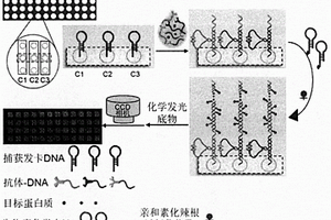 基于DNA微阵列的蛋白质化学发光成像分析方法