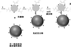 基于智能型纳米发光微粒标记放大的化学发光免疫分析法及其应用