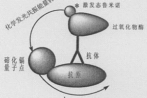 均相免疫分析纳米器件的构建方法