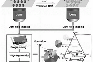 基于HSI彩色编码的等离子纳米颗粒暗场显微成像分析方法
