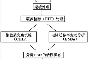 DTT处理结合CHIP与EMSA体内外分析拟南芥HSF1三聚体形成的方法