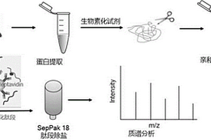 二/三甲基化肽段富集和质谱分析的方法