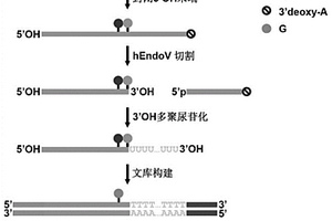 内切酶辅助的RNA中肌苷修饰的单碱基分辨率定位分析方法