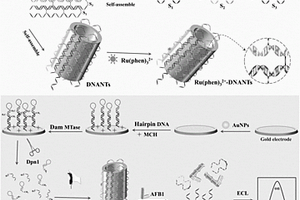 基于DNA纳米管的电化学发光生物传感器及其制法和应用