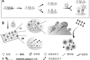 联合金纳米探针和CRISPR-Cas的蛋白标志物检测试剂盒及检测方法