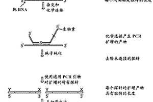 化学连接依赖性的探针扩增(CLPA)