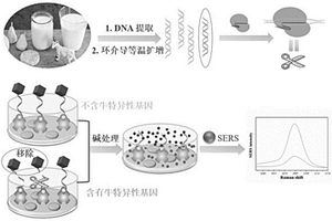 用于检测羊乳掺假的CRISPR/Cas12a介导的拉曼传感器及其检测羊乳掺假的方法和应用