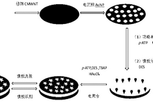 基于电聚合对巯基苯胺膜制备己烯雌酚分子印迹电化学传感器的方法及其应用