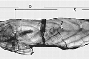 采用耳石微化学研究日本鳗鲡迁徙行为的方法