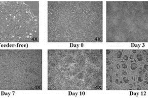 环境化学物心肌发育毒性评价技术方法