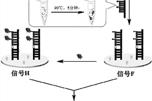 利用双信号技术的电化学DNA生物传感器及其制备方法和应用方法