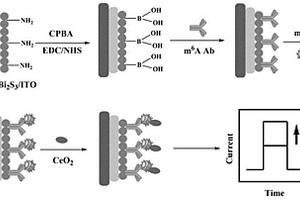 基于硫化铋-溴化银异质结的光电化学传感器检测m<Sup>6</Sup>A的方法