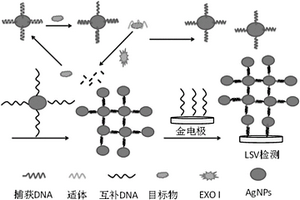 基于核酸适体/纳米银探针与EXO I酶的电化学生物传感器