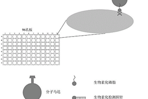 基于96孔板固载分子马达的传感器检测试剂盒、及其用于P24抗原体外检测的方法