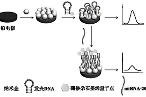 用于检测miRNA-20a的硼掺杂石墨烯量子点电化学发光传感器的制备及其应用