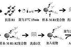 抗gp210抗体检测试剂盒及其检测方法