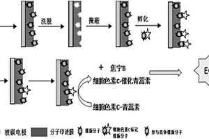 青蒿素分子印迹光电化学传感器的制备方法