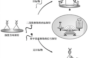 基于多腺嘌呤的倒置茎环比率型电化学DNA生物传感器及其应用