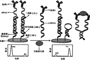 双核酸标记的比率电化学免疫传感器