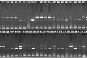 一次复合PCR反应鉴定大麻植物化学型的方法