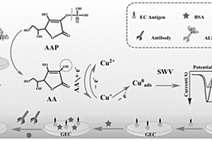 基于酶诱导的电化学免疫传感器的制备方法及应用