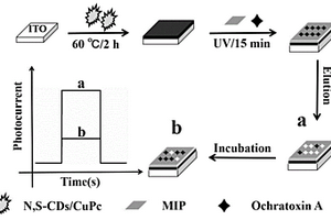 基于N,S-CDs/CuPc复合材料的分子印迹光电化学传感器的制备方法和应用
