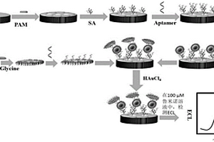 基于金纳米颗粒和二碳化钛MXenes的双重催化鲁米诺电化学发光生物传感器