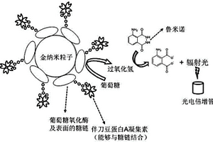 电致化学发光细菌传感方法及多功能探针