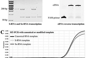 化学修饰的高稳定性RNA及试剂盒和方法