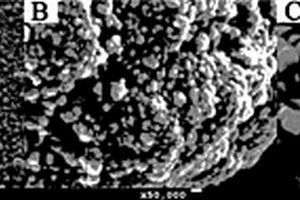 基于四氧化三钴和辣根过氧化物酶修饰电极的电化学生物传感器件的制备与应用研究