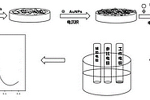高灵敏度白坚木皮醇分子印迹电化学传感器的制备方法