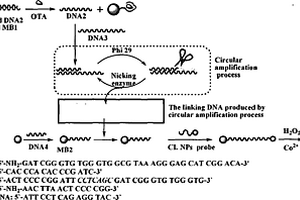 目标诱导链释放和限制性内切酶酶切循环的信号放大技术建立及赭曲霉素A的检测