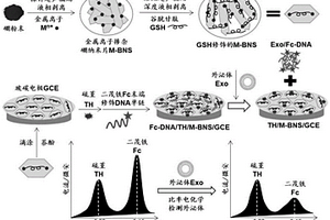 金属离子掺杂硼纳米片复合物用作外泌体比率电化学适体传感器的制备方法