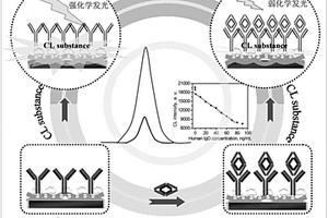 无标记化学发光免疫传感器及其免疫分析方法